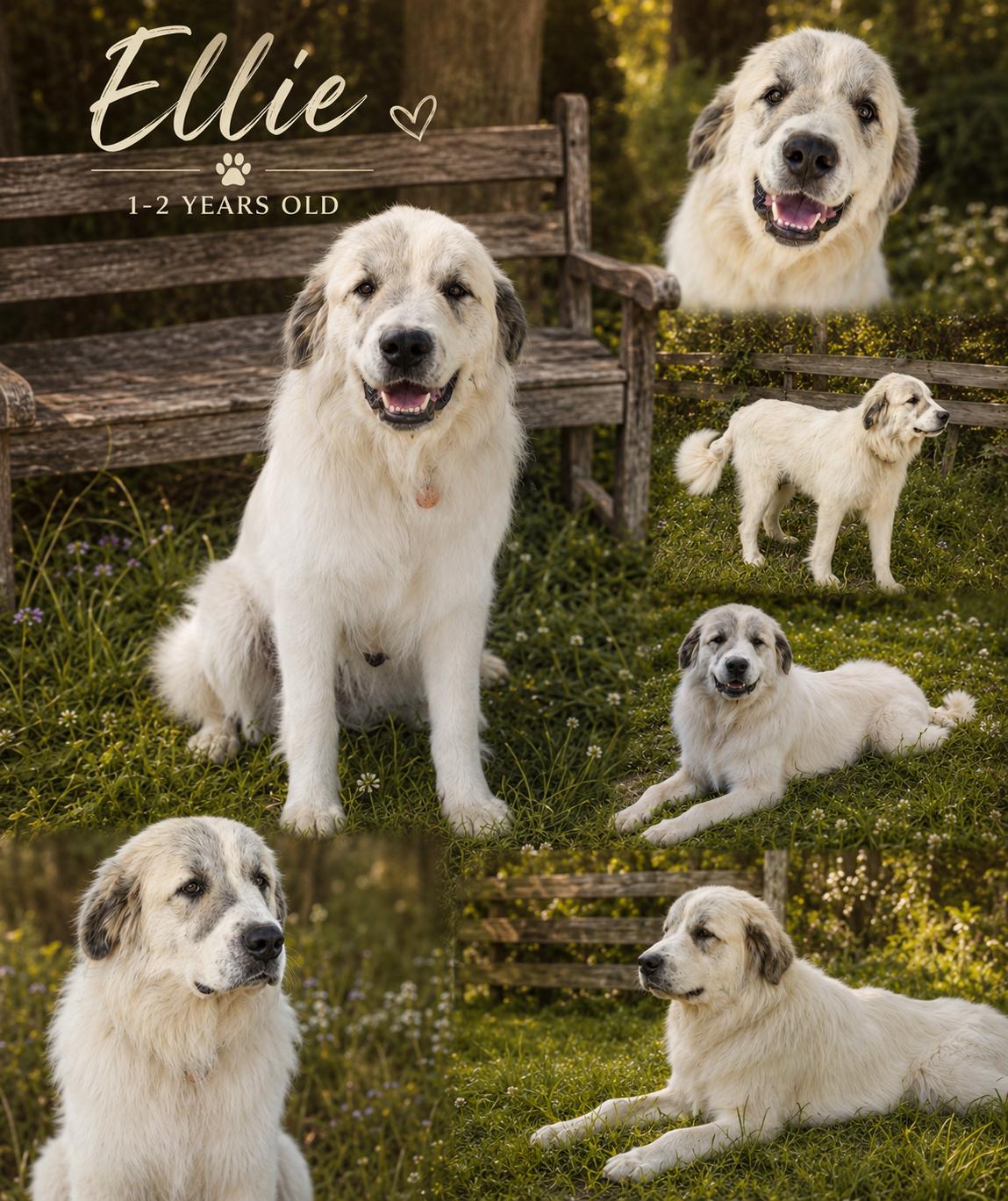 Enlarge Aspen, an adoption pending mixed breed in Chickamauga, GA image 3/3
