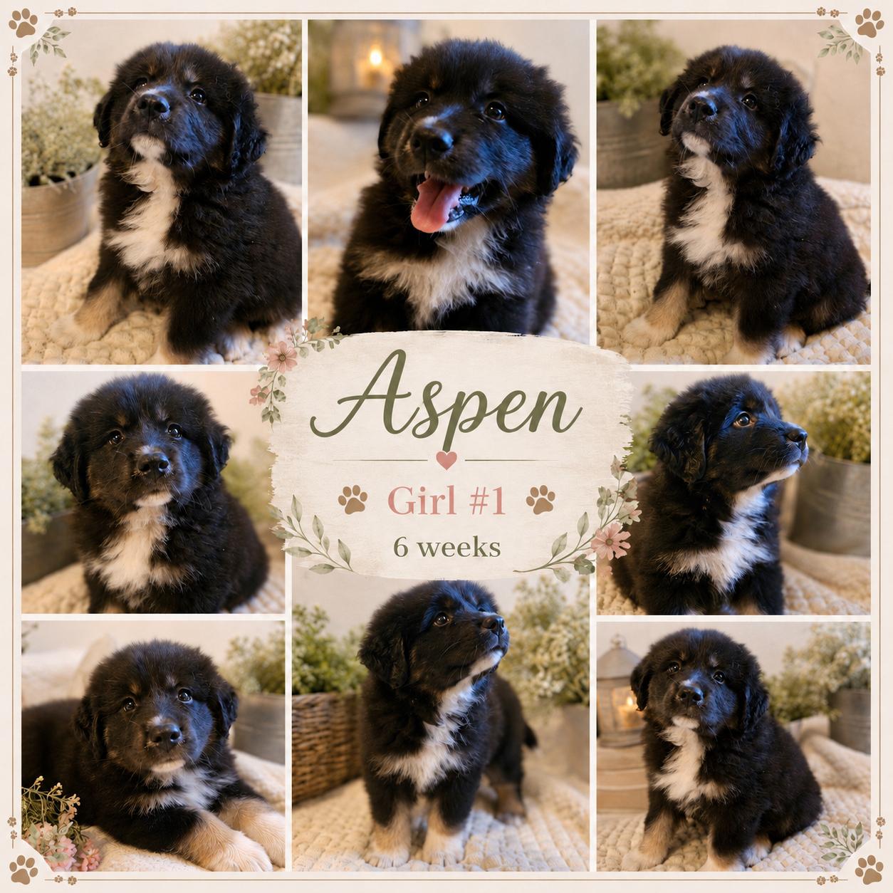Aspen, Adoptable, Puppy Female Great Pyrenees & Anatolian Shepherd.