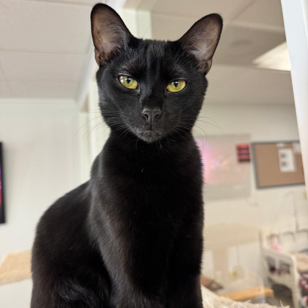Enlarge Boba, a Adoptable Domestic Short Hair in Pleasant Hill, CA image 1/6