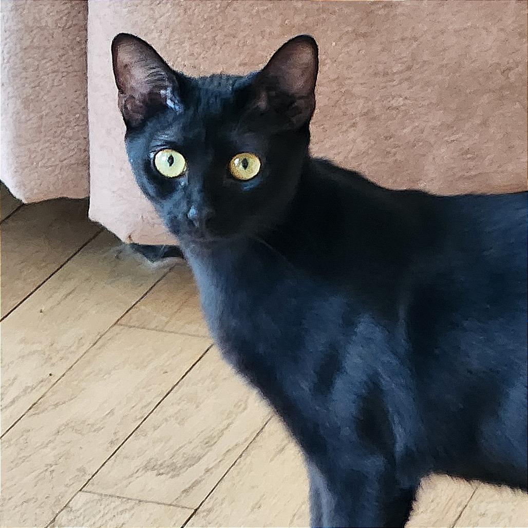 Enlarge Boba, a Adoptable Domestic Short Hair in Pleasant Hill, CA image 2/6