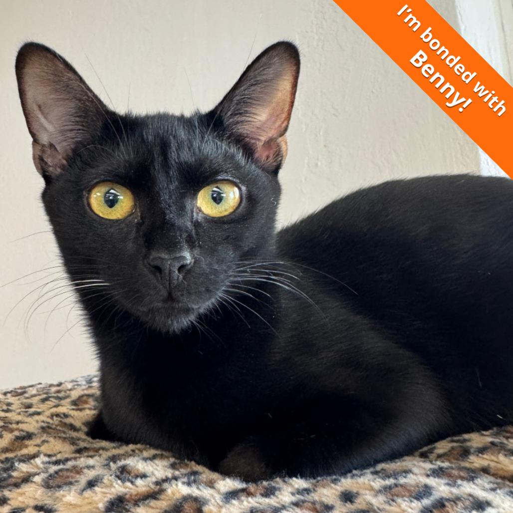 Enlarge Boba, a Adoptable Domestic Short Hair in Pleasant Hill, CA image 3/6