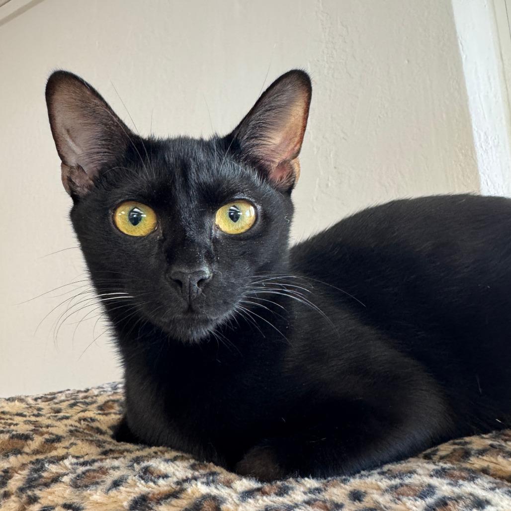 Enlarge Boba, a Adoptable Domestic Short Hair in Pleasant Hill, CA image 4/6