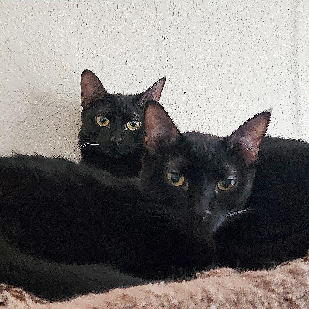 Enlarge Boba, a Adoptable Domestic Short Hair in Pleasant Hill, CA image 5/6