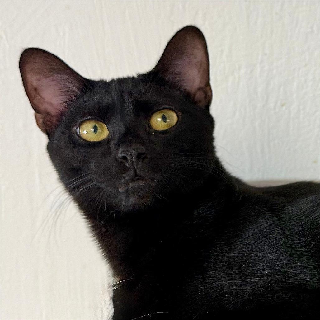 Enlarge Boba, a Adoptable Domestic Short Hair in Pleasant Hill, CA image 6/6