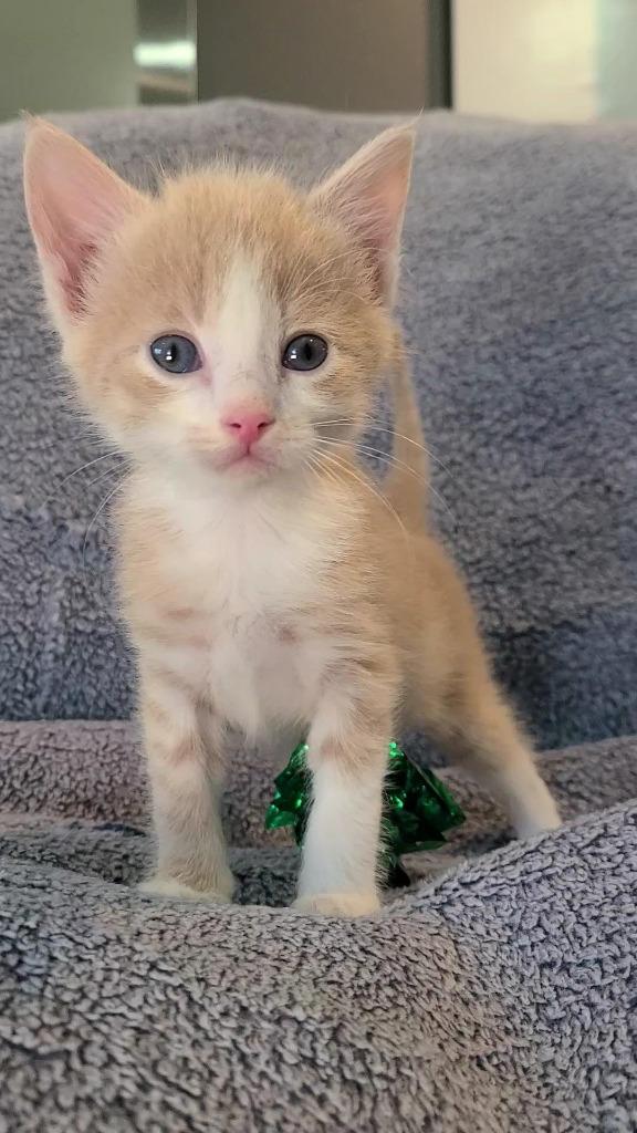 Sam, Adoptable, Kitten Male Domestic Short Hair.