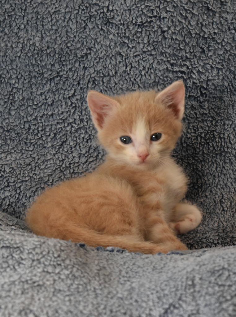 Enlarge Sam, a Adoptable mixed breed in Fayetteville, AR image 2/3