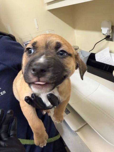 Enlarge RAJA, a Adoptable Pit Bull Terrier in Fremont, CA image 1/1