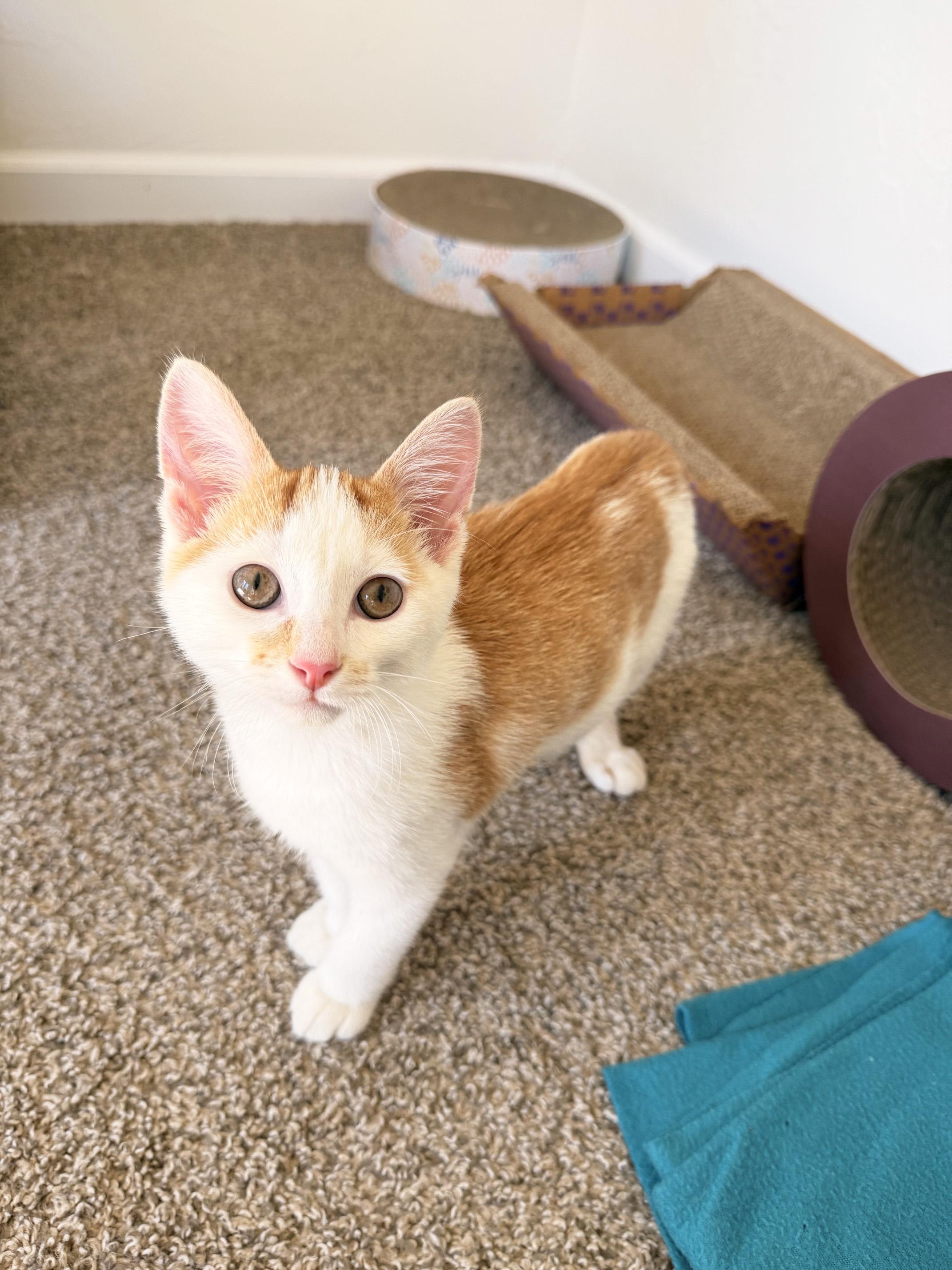 Enlarge Harry - crazy affectionate cuddly little precious baby boy, a Adoptable Domestic Short Hair in Neenah, WI image 2/6