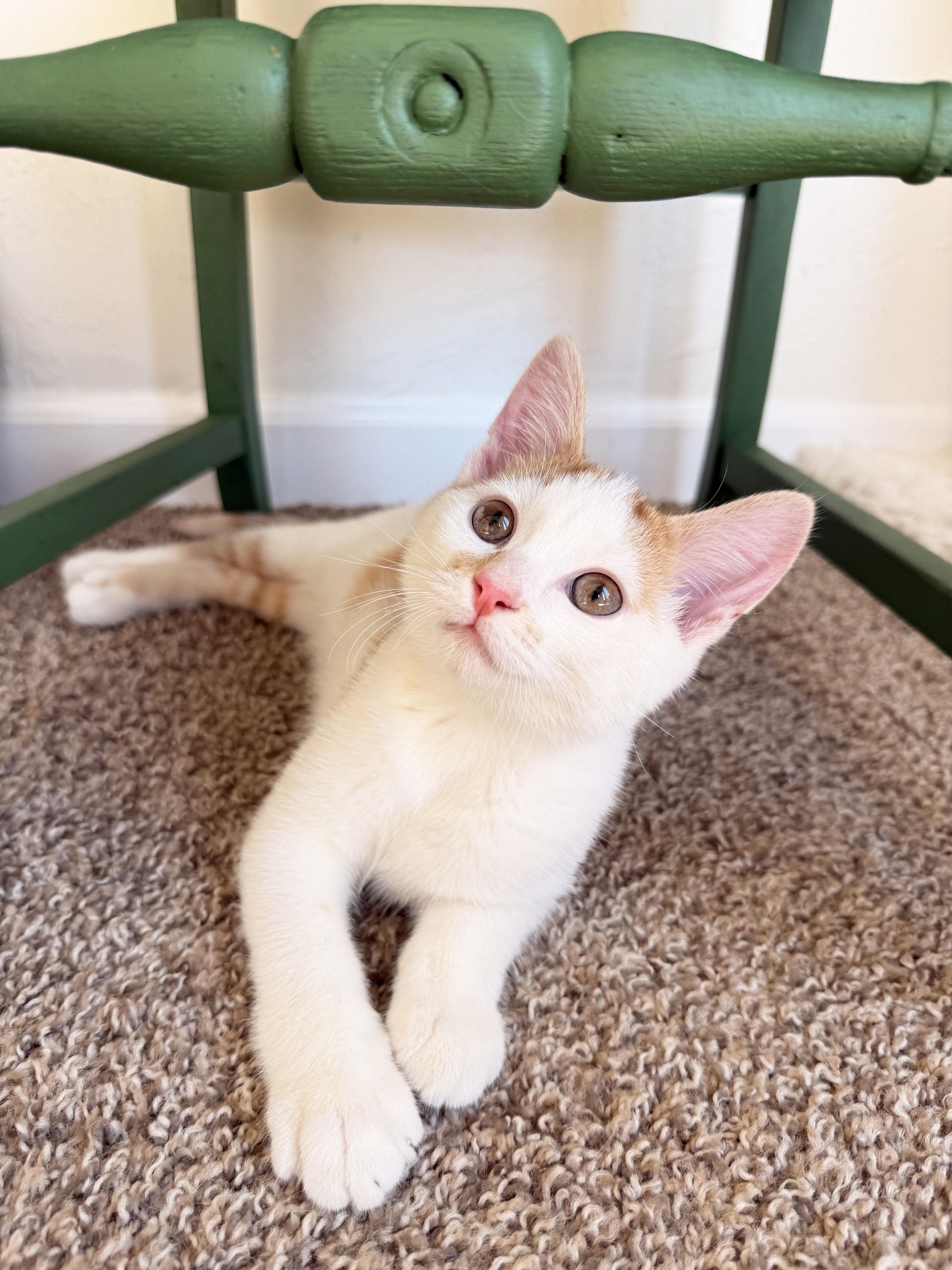 Enlarge Harry - crazy affectionate cuddly little precious baby boy, a Adoptable Domestic Short Hair in Neenah, WI image 5/6
