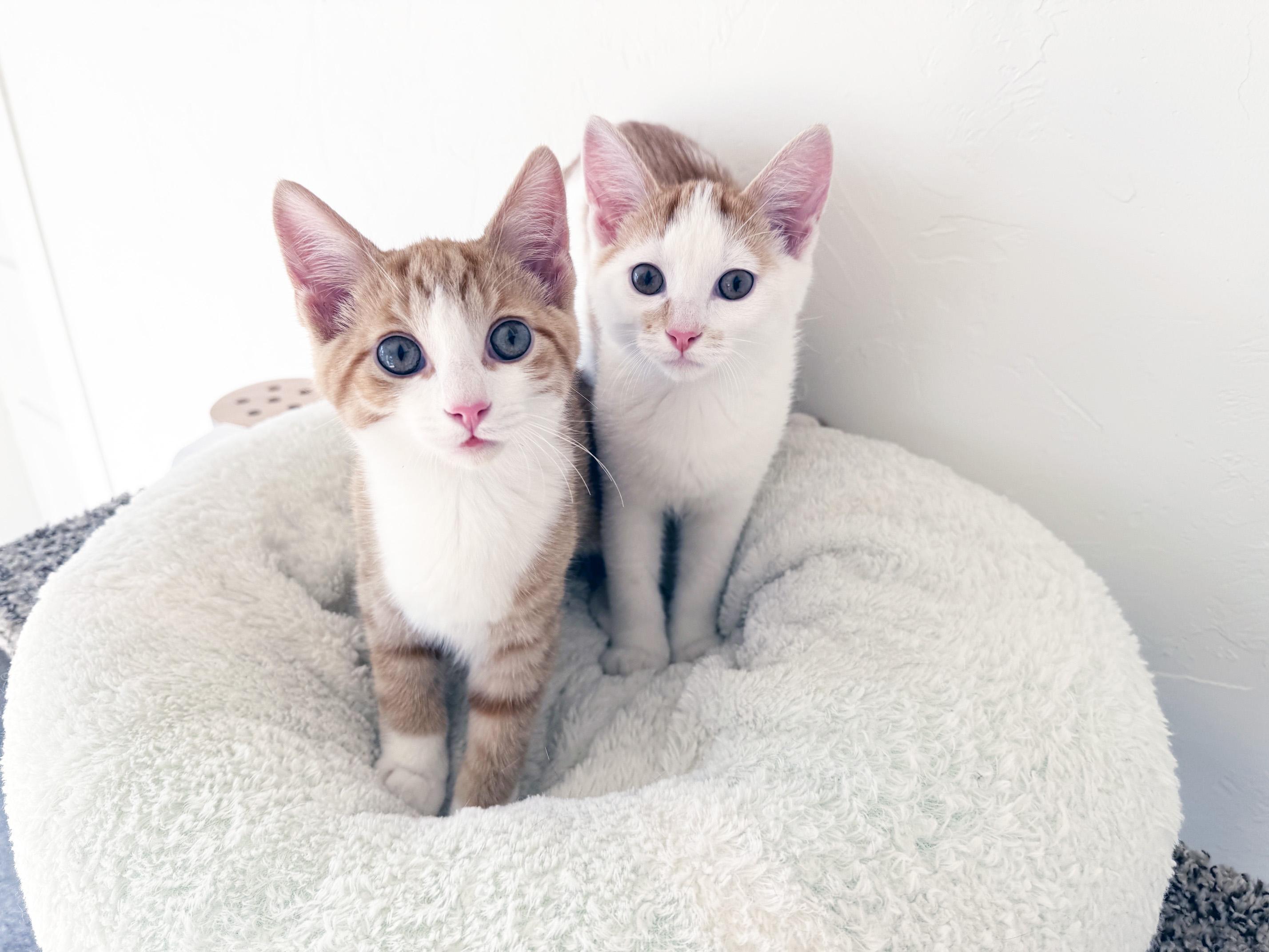 Enlarge Harry - crazy affectionate cuddly little precious baby boy, a Adoptable Domestic Short Hair in Neenah, WI image 4/6