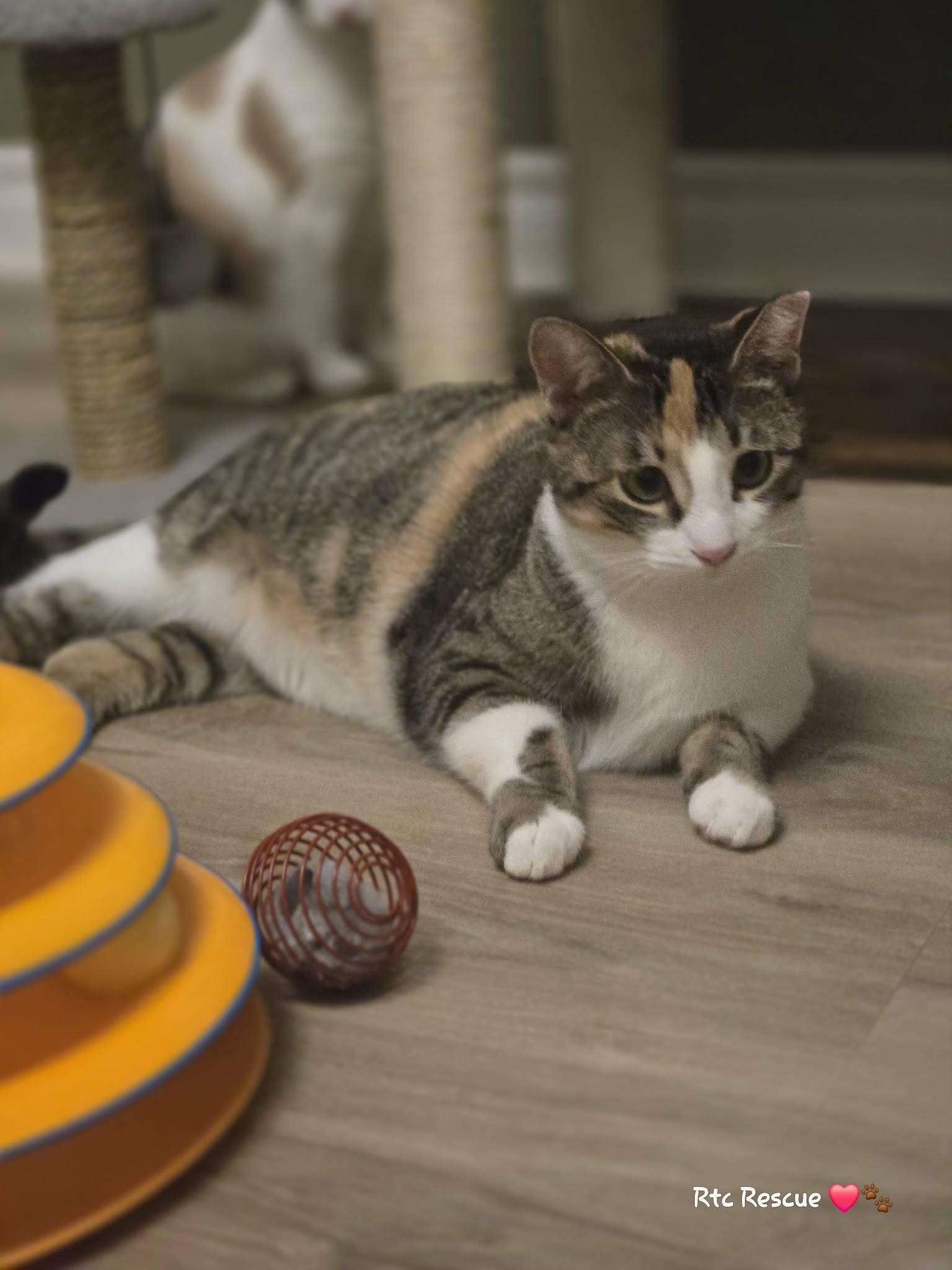 Ali, ADOPTABLE, Young Female Domestic Short Hair.