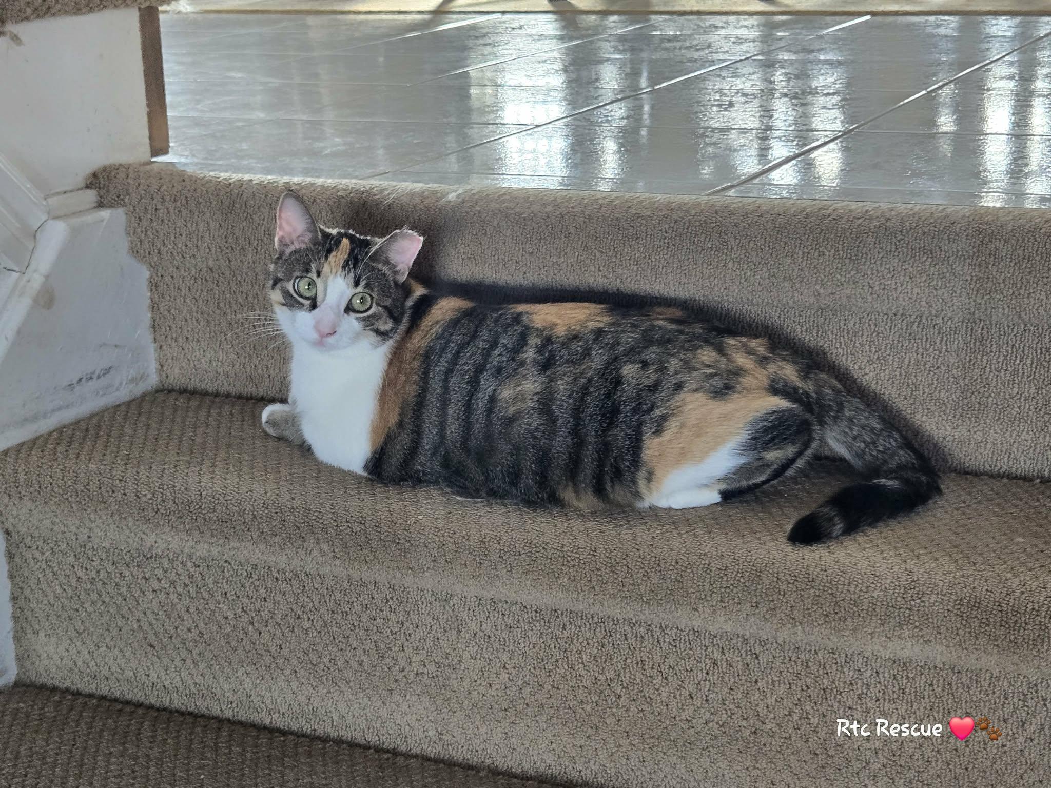 Enlarge Ali, a ADOPTABLE Domestic Short Hair in Shakespeare, ON image 4/6