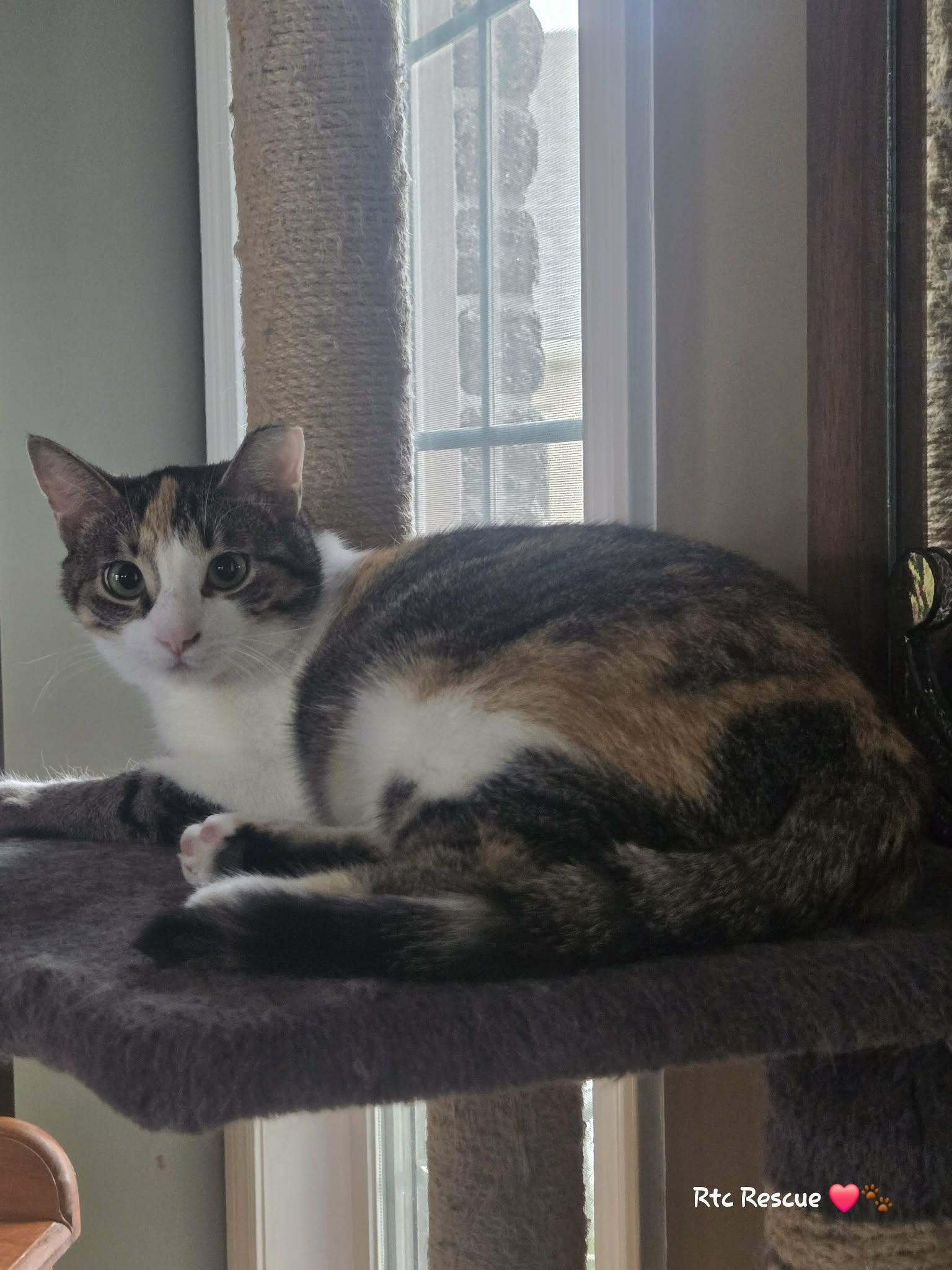 Enlarge Ali, a ADOPTABLE Domestic Short Hair in Shakespeare, ON image 6/6
