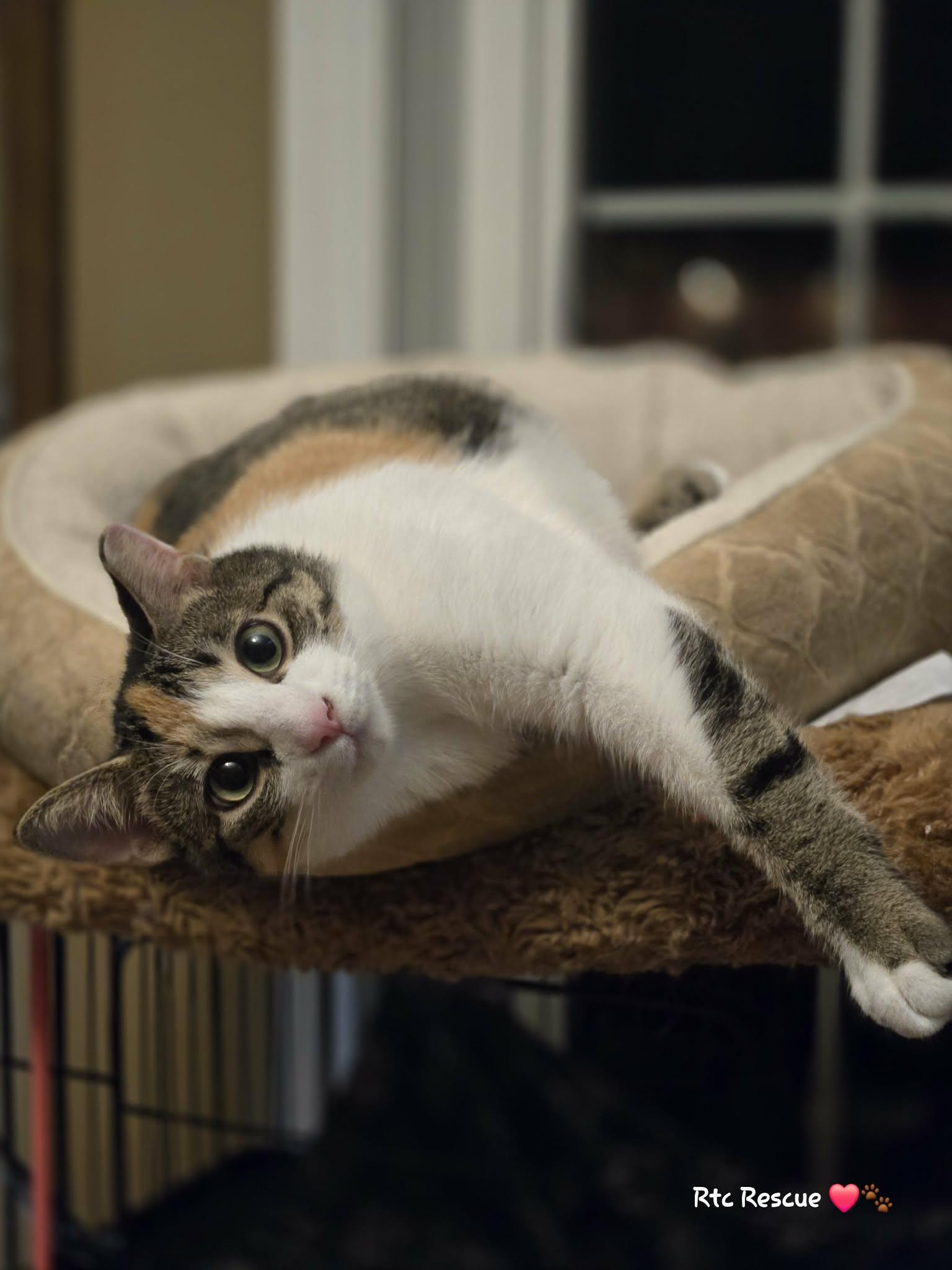 Enlarge Ali, a ADOPTABLE Domestic Short Hair in Shakespeare, ON image 1/6