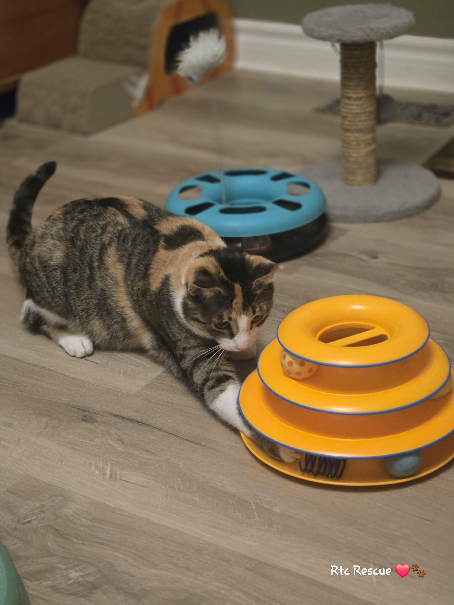 Enlarge Ali, a ADOPTABLE Domestic Short Hair in Shakespeare, ON image 5/6