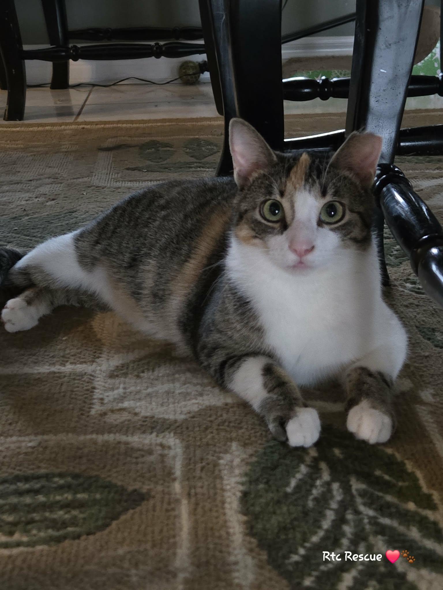 Enlarge Ali, a ADOPTABLE Domestic Short Hair in Shakespeare, ON image 3/6