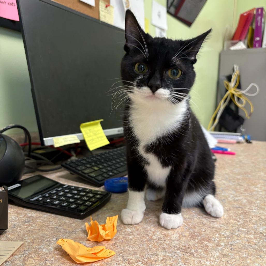 Spaz, Adoptable, Young Female Domestic Short Hair.