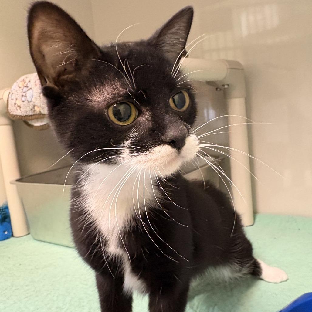 Enlarge Spaz, a Adoptable Domestic Short Hair in Warren, PA image 2/4