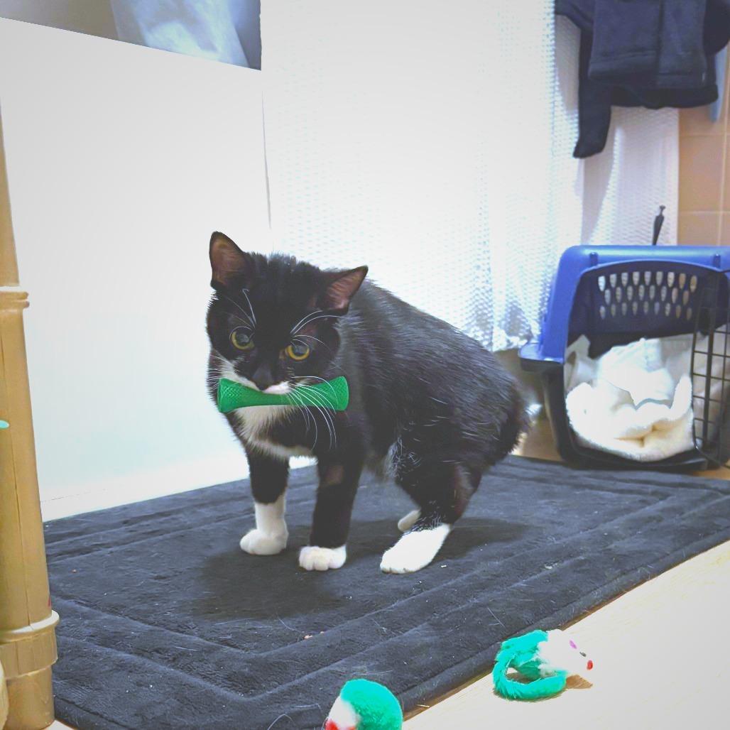 Enlarge Spaz, a Adoptable Domestic Short Hair in Warren, PA image 3/4