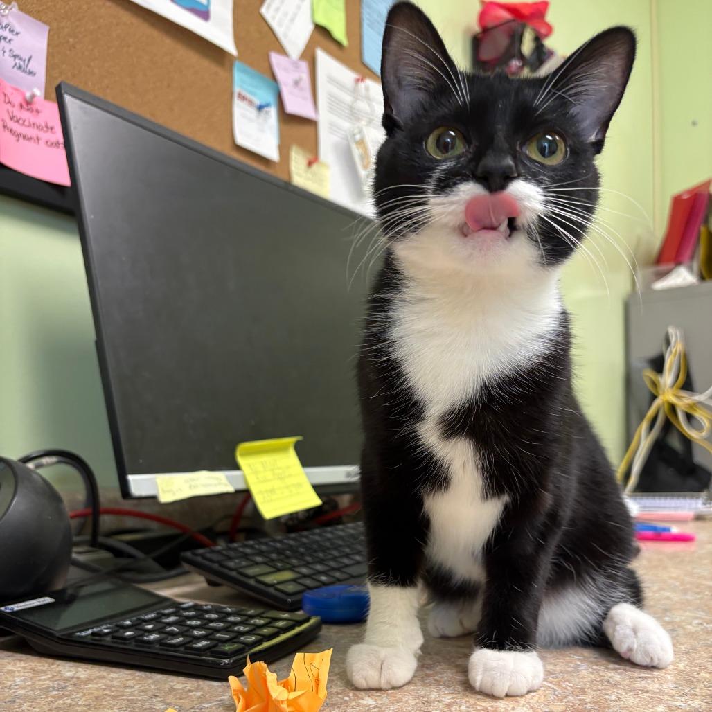 Enlarge Spaz, a Adoptable Domestic Short Hair in Warren, PA image 4/4