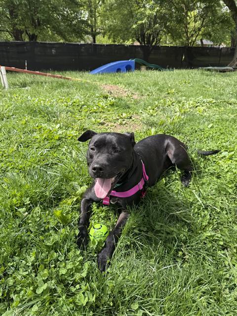 WRANGLER, Adoptable, Adult Male Pit Bull Terrier & Mixed Breed.