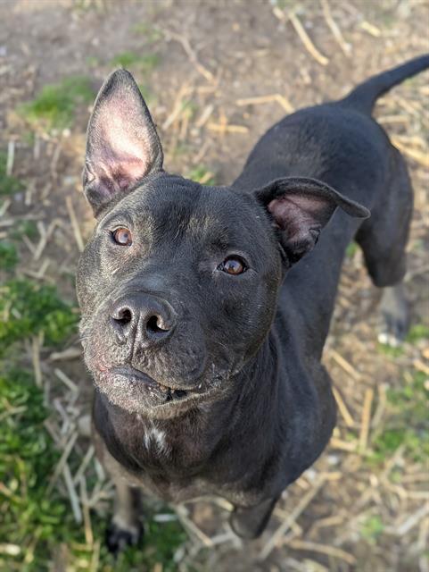 Enlarge WRANGLER, a Adoptable mixed breed in Indianapolis, IN image 1/1