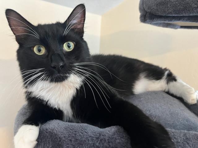 Niko Loves his Window Time