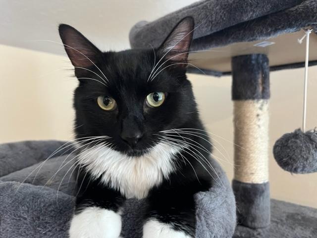 Niko Loves his Window Time