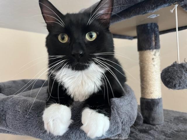 Niko Loves his Window Time