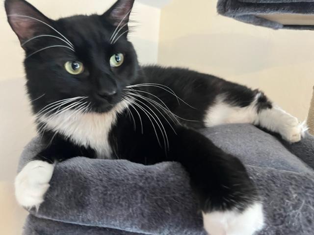 Niko Loves his Window Time