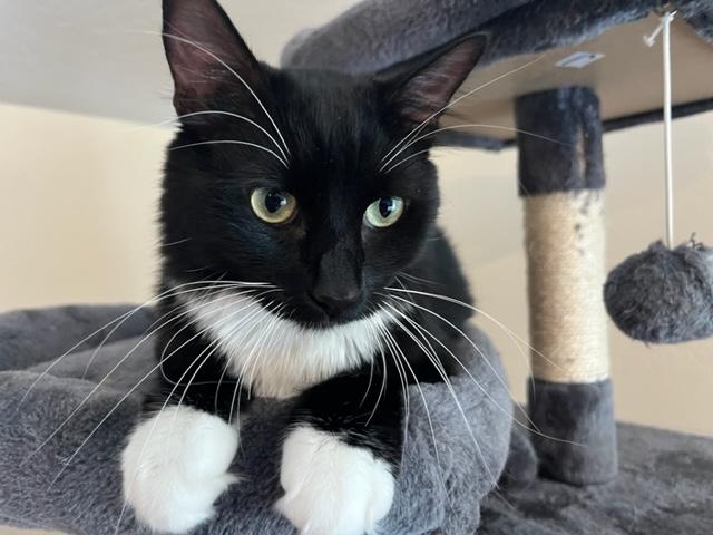 Niko Loves his Window Time