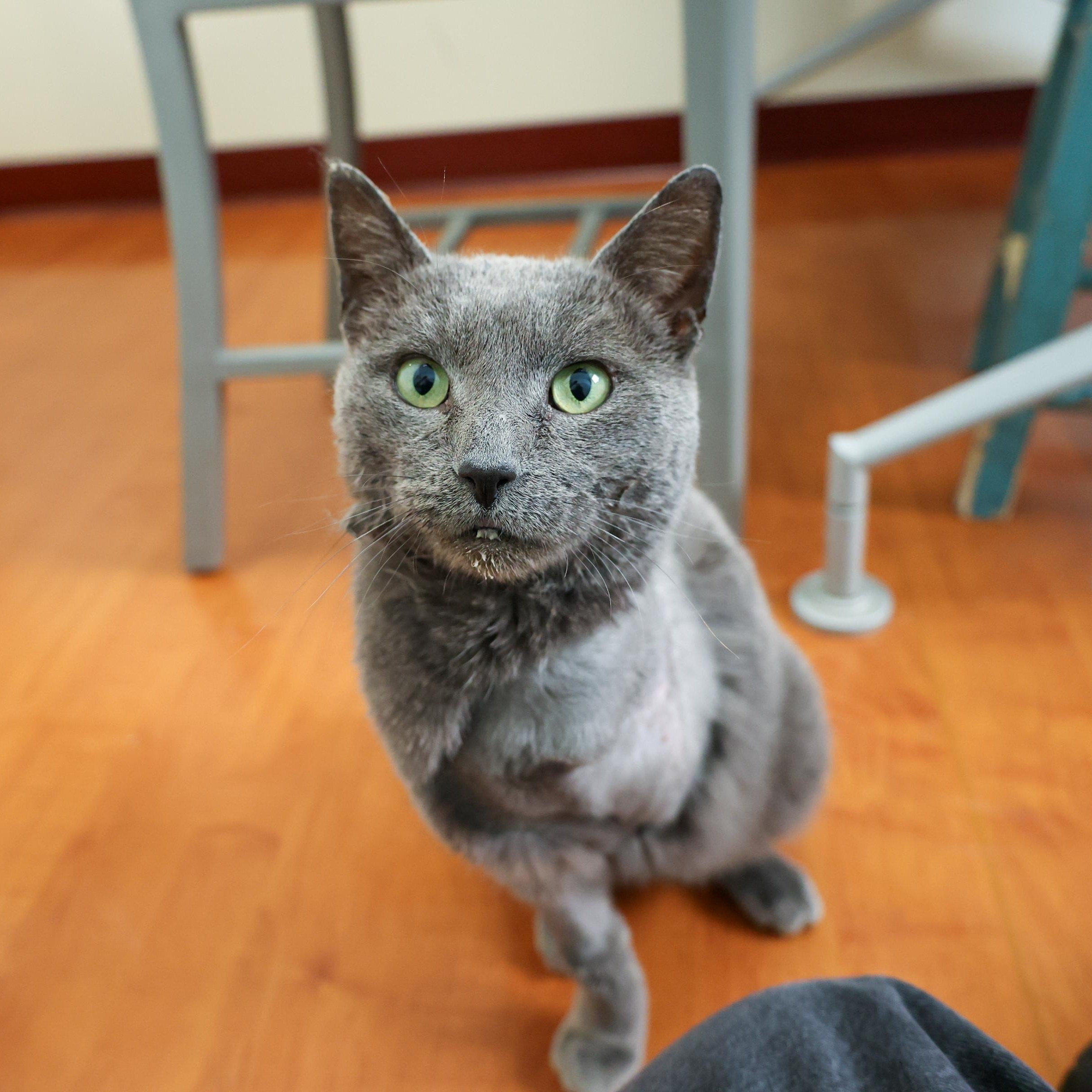 Enlarge Smokey, an adopted Domestic Short Hair in Chicago, IL image 2/4