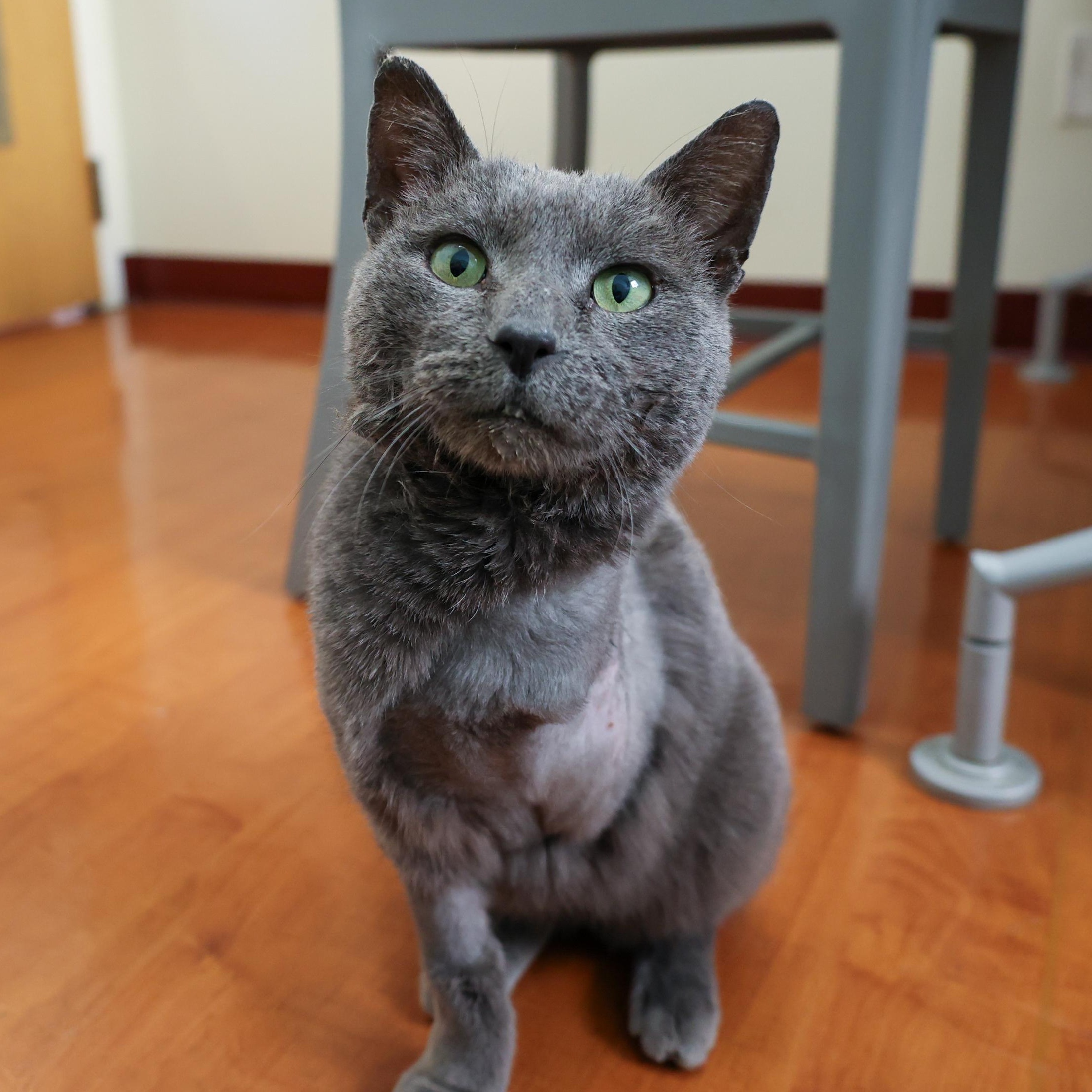 Enlarge Smokey, an adopted Domestic Short Hair in Chicago, IL image 3/4