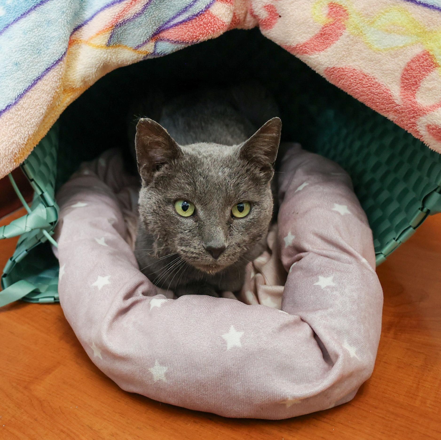 Enlarge Smokey, an adopted Domestic Short Hair in Chicago, IL image 4/4