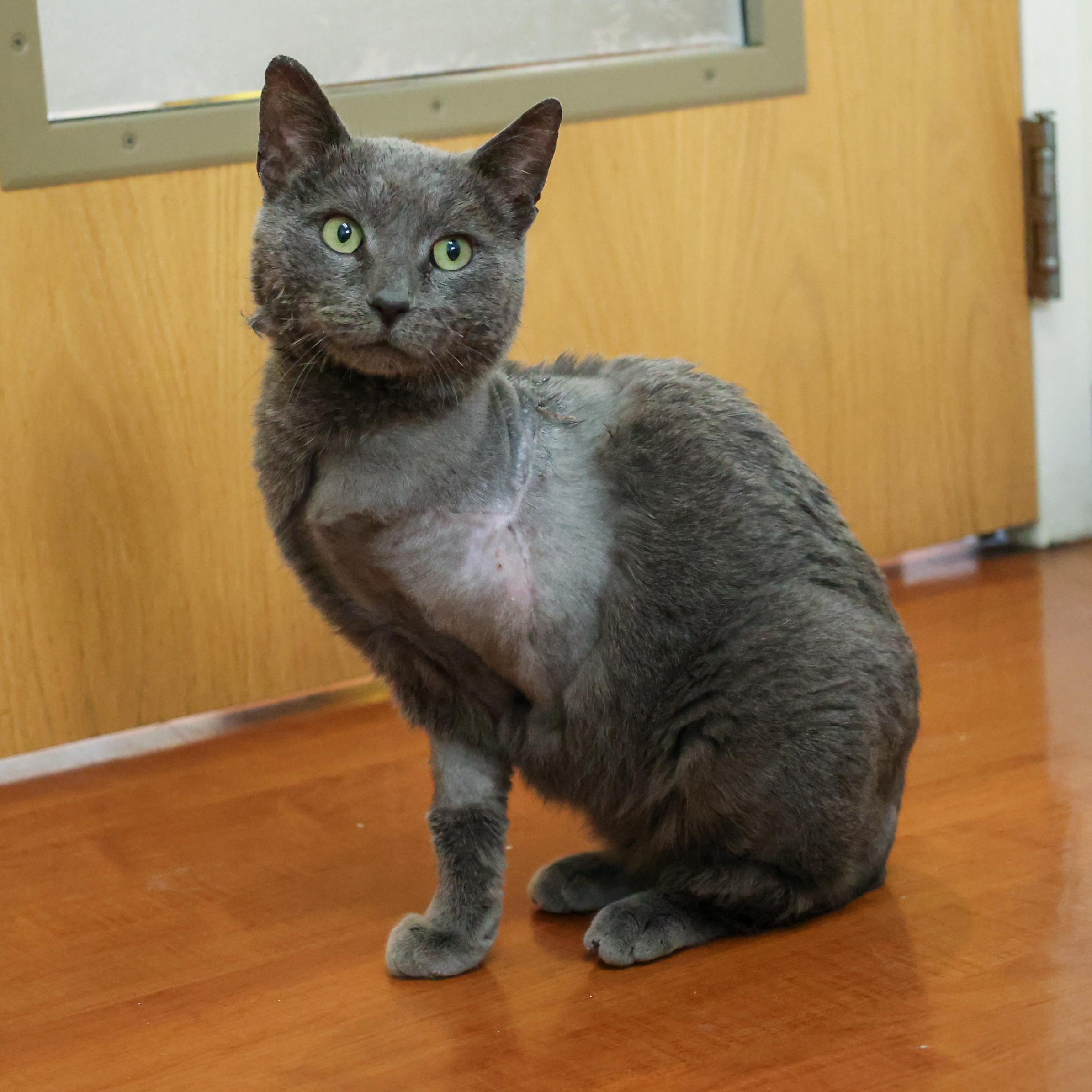 Enlarge Smokey, an adopted Domestic Short Hair in Chicago, IL image 1/4
