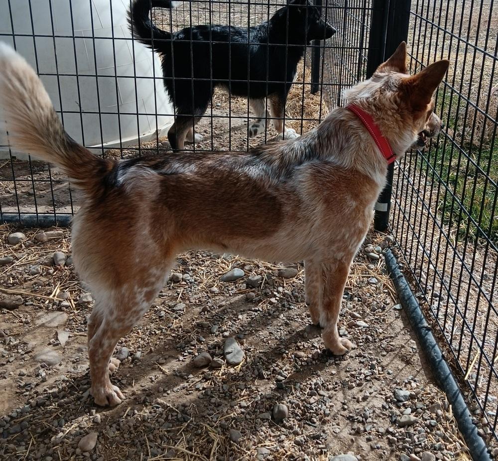 O'peel, Adopted, Young Female Australian Cattle Dog / Blue Heeler & Australian Cattle Dog / Blue Heeler.