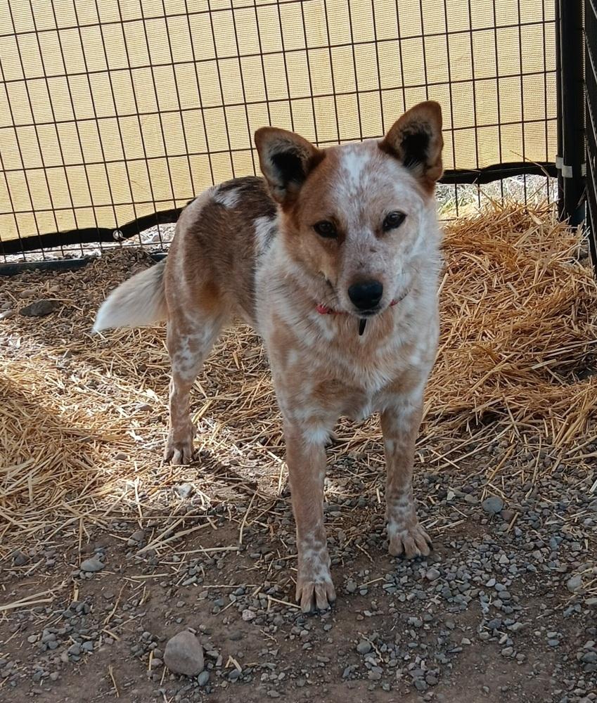 Enlarge O'peel, a Adopted mixed breed in Challis, ID image 2/6