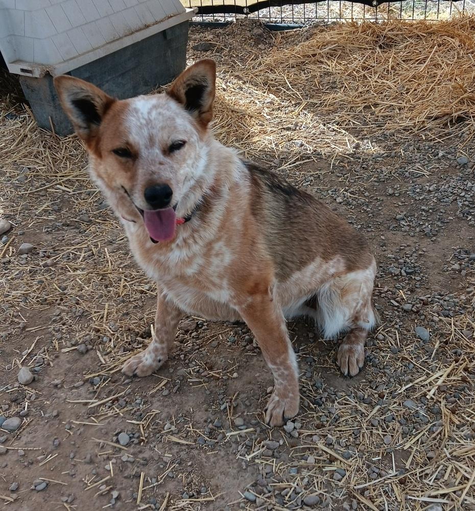 Enlarge O'peel, a Adopted mixed breed in Challis, ID image 3/6