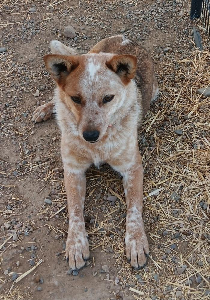Enlarge O'peel, a Adopted mixed breed in Challis, ID image 4/6