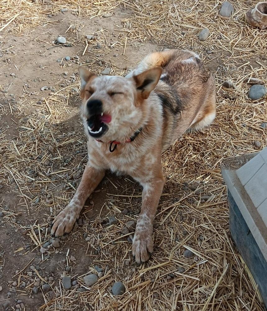 Enlarge O'peel, a Adopted mixed breed in Challis, ID image 5/6