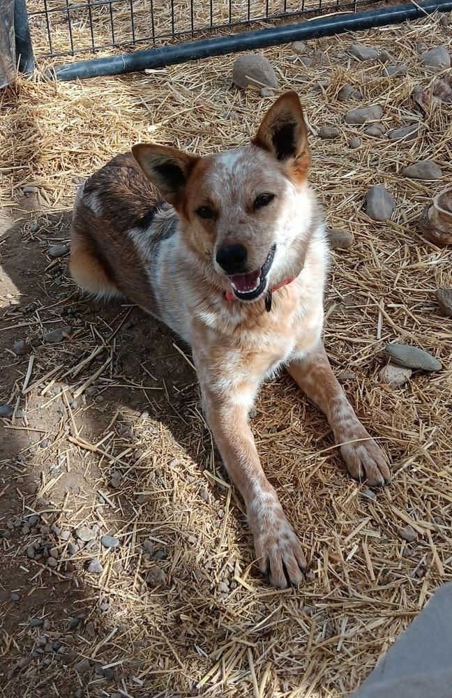 Enlarge O'peel, a Adopted mixed breed in Challis, ID image 6/6