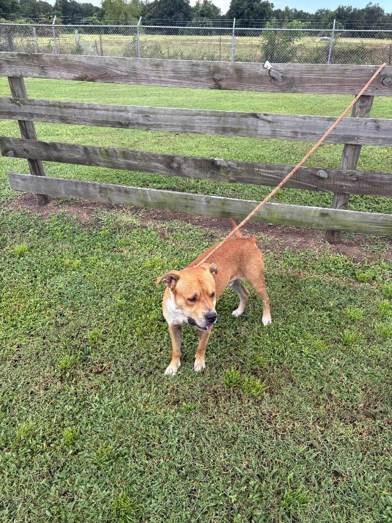 Jessie, Adoptable, Adult Male Terrier.