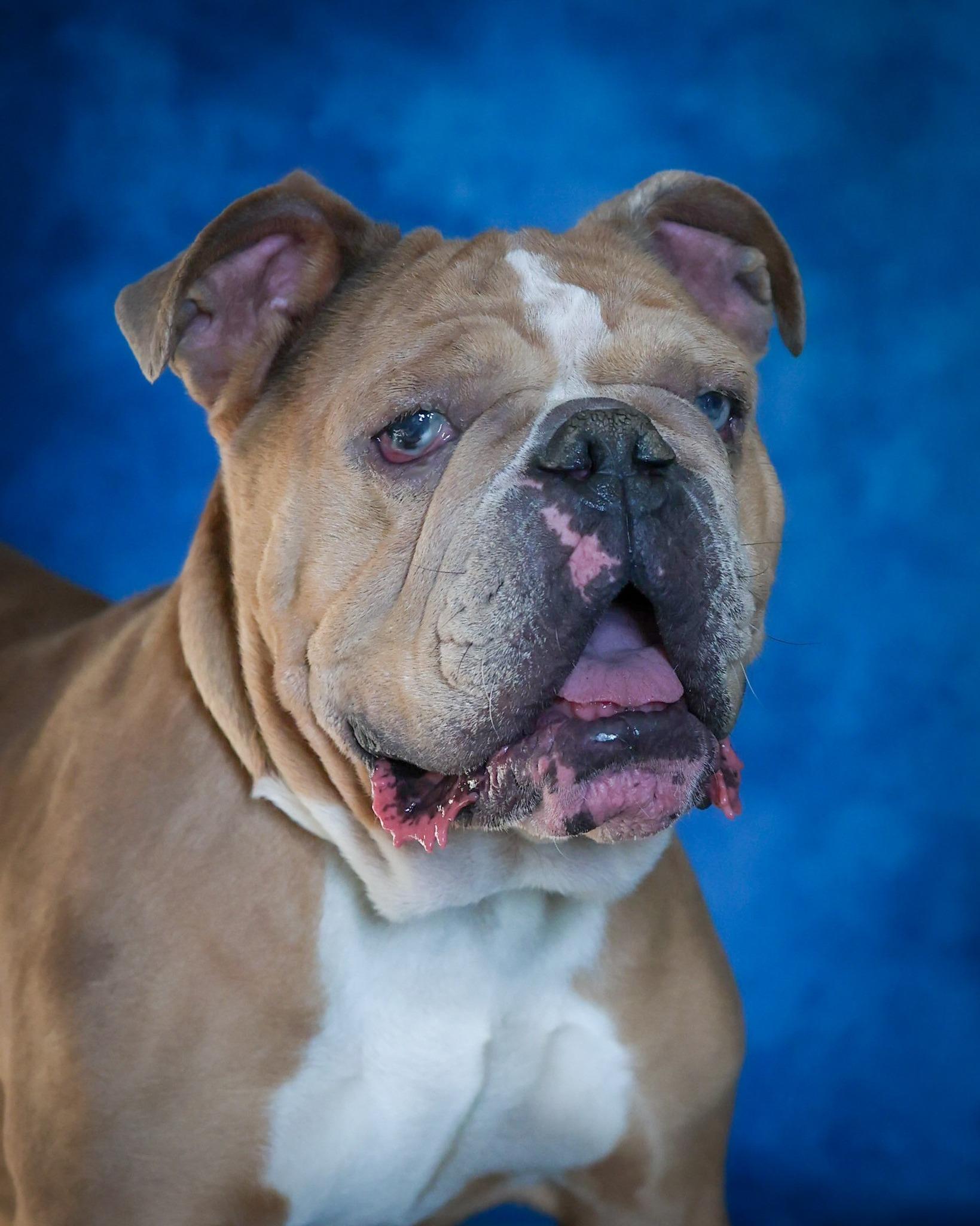 HARMONICA (0399), ADOPTABLE, Adult Female Bulldog.