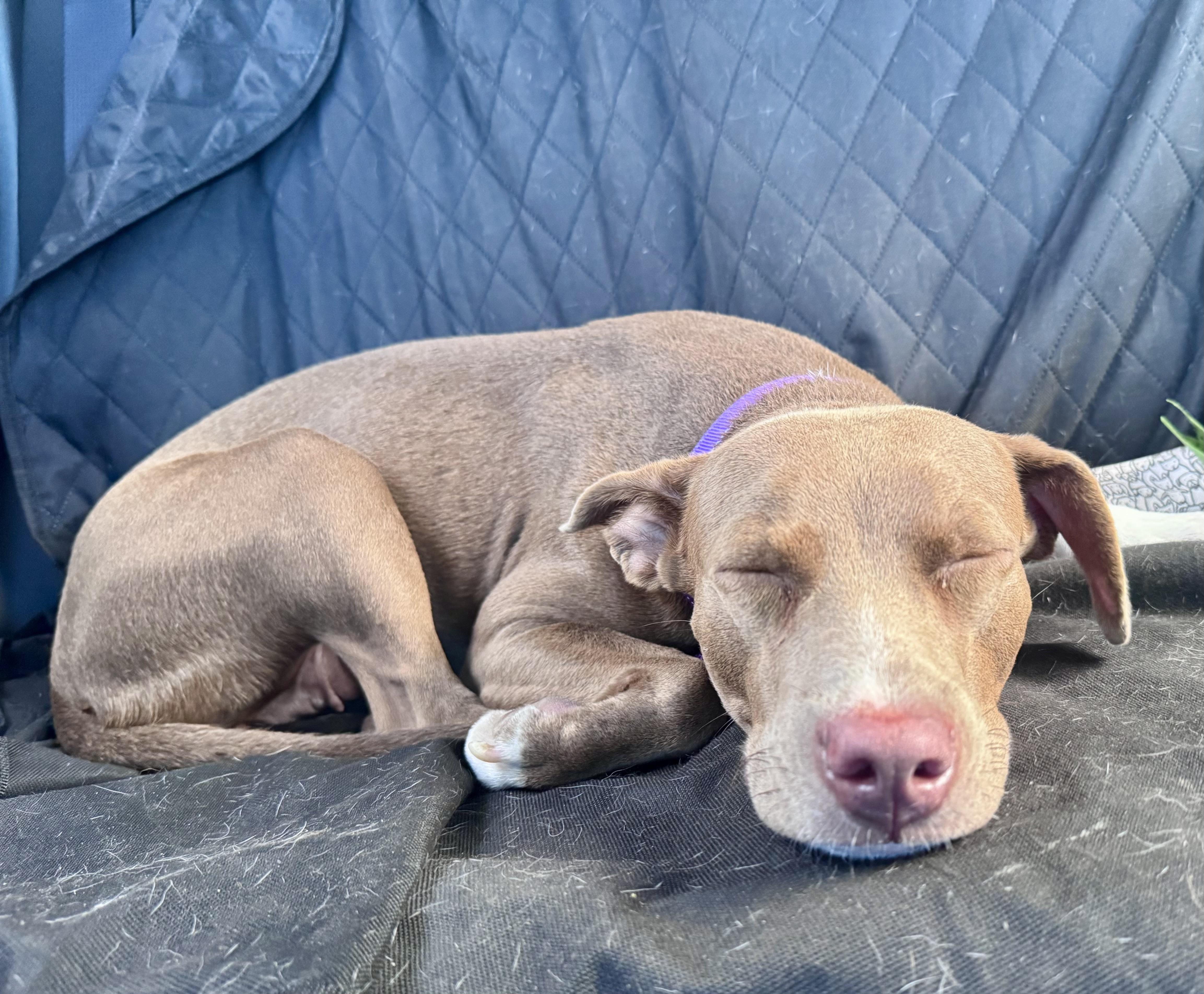 Enlarge Selena, a Adoptable Mixed Breed in Brookline, MA image 3/6