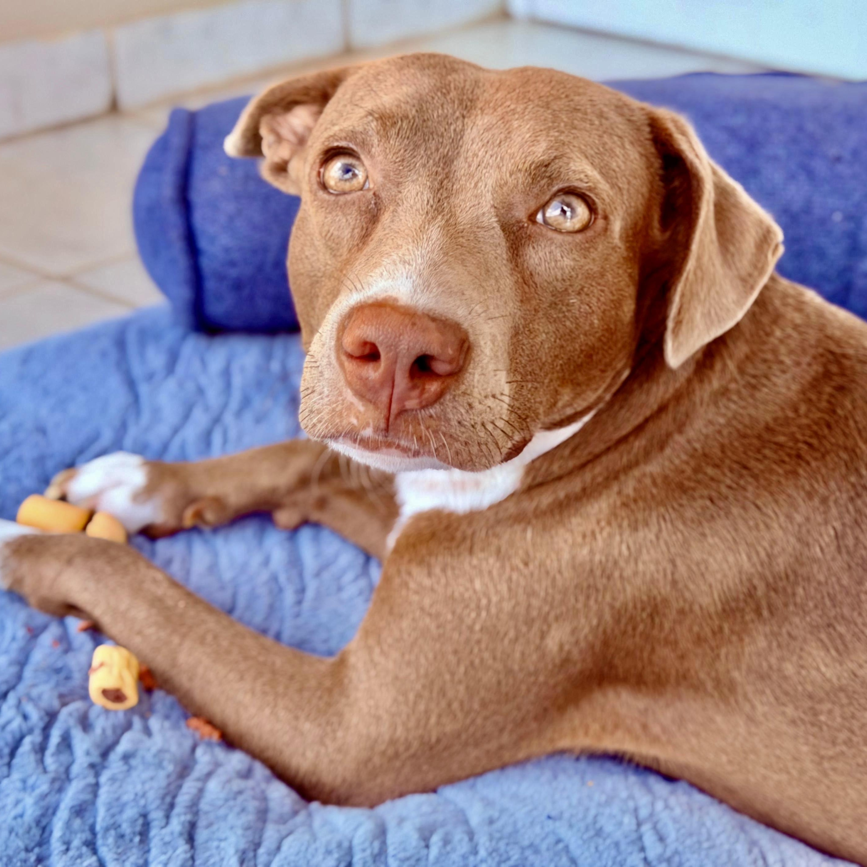 Selena, Adoptable, Young Female Mixed Breed.