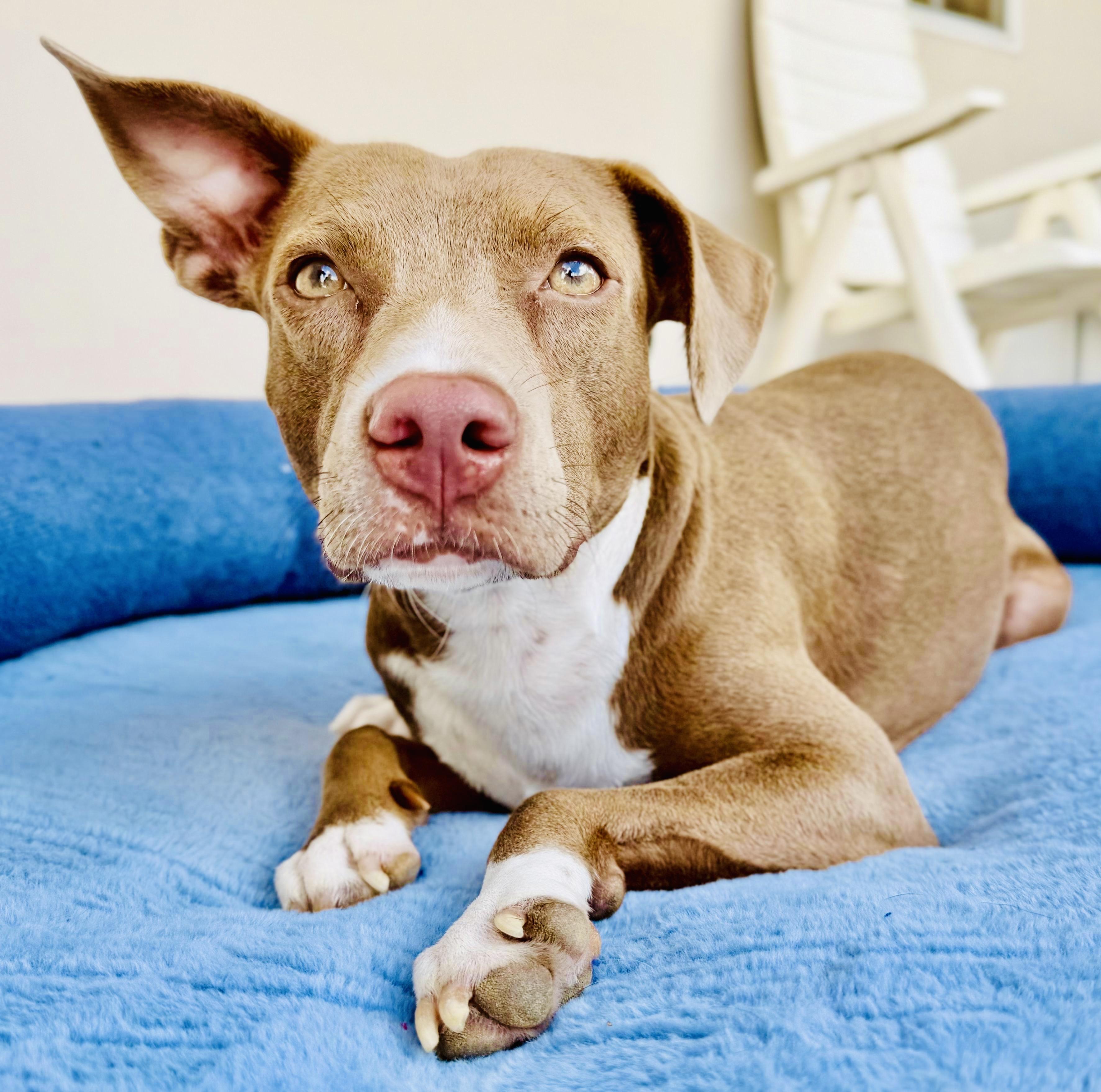 Enlarge Selena, a Adoptable Mixed Breed in Brookline, MA image 2/6