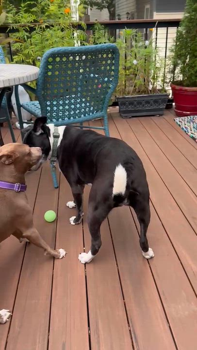 Enlarge Selena, a Adoptable Mixed Breed in Brookline, MA video 6/6