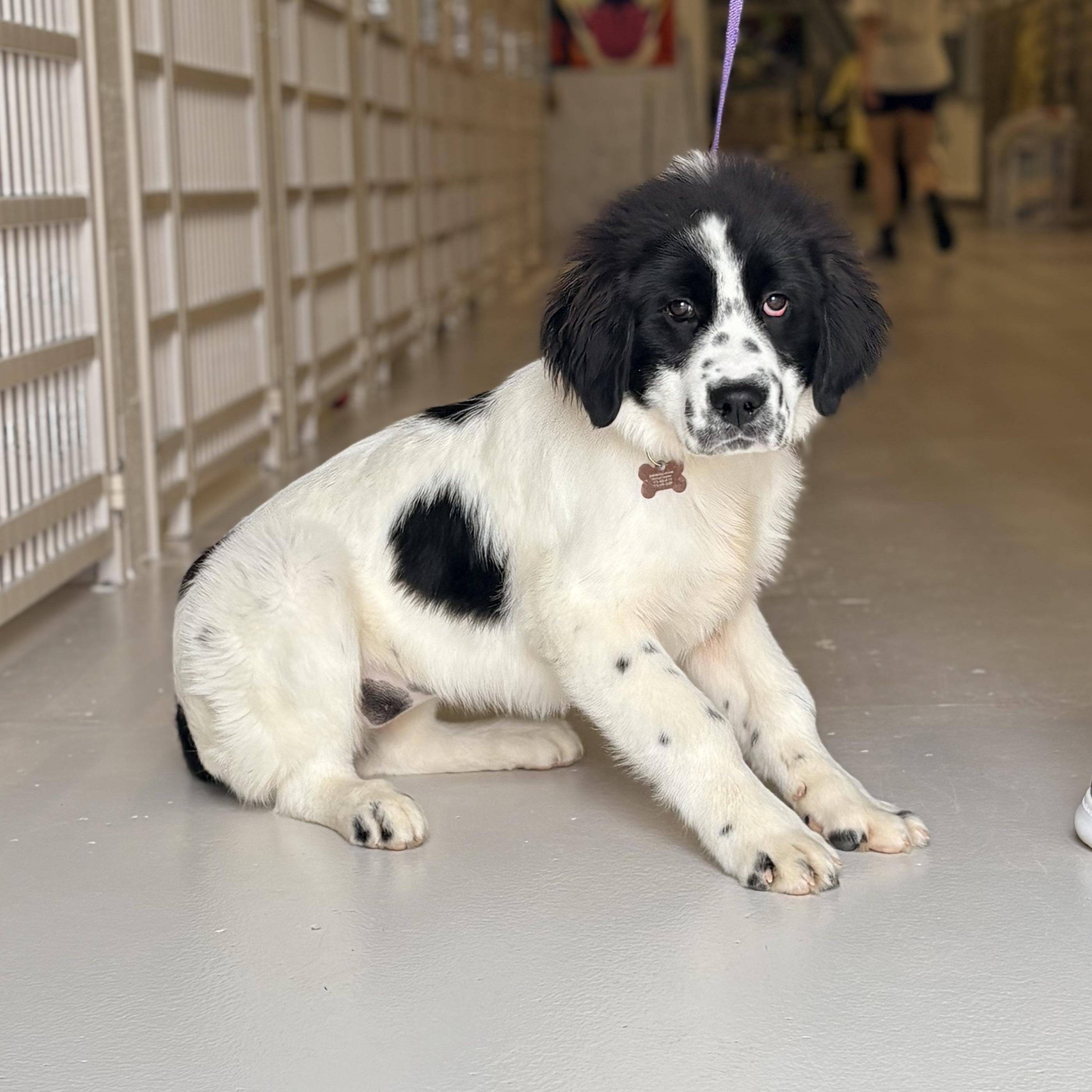 Enlarge Coraline, an adopted mixed breed in Chicago, IL image 1/1