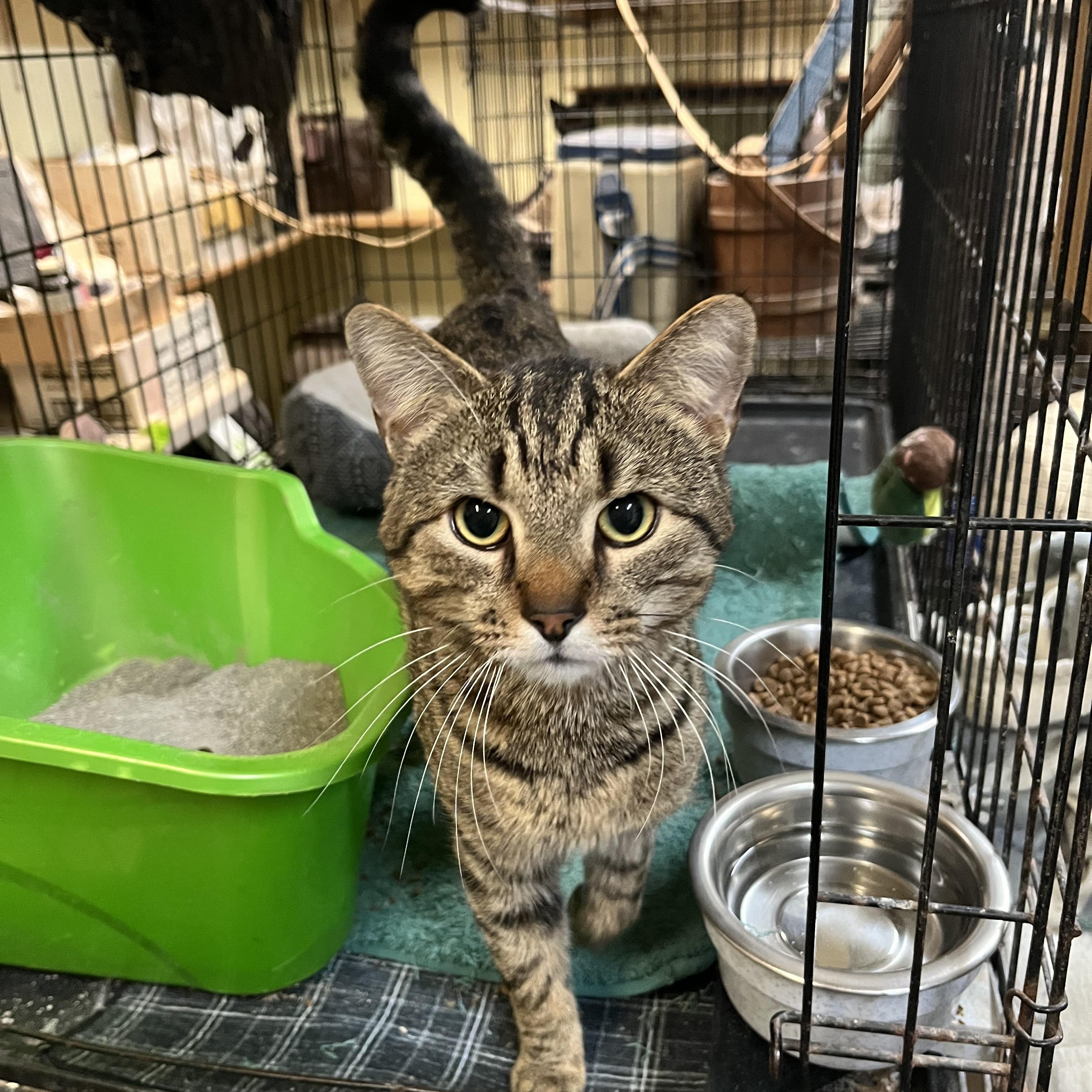 Enlarge Remi, a Adoptable Domestic Short Hair in Mount Airy, MD image 1/2