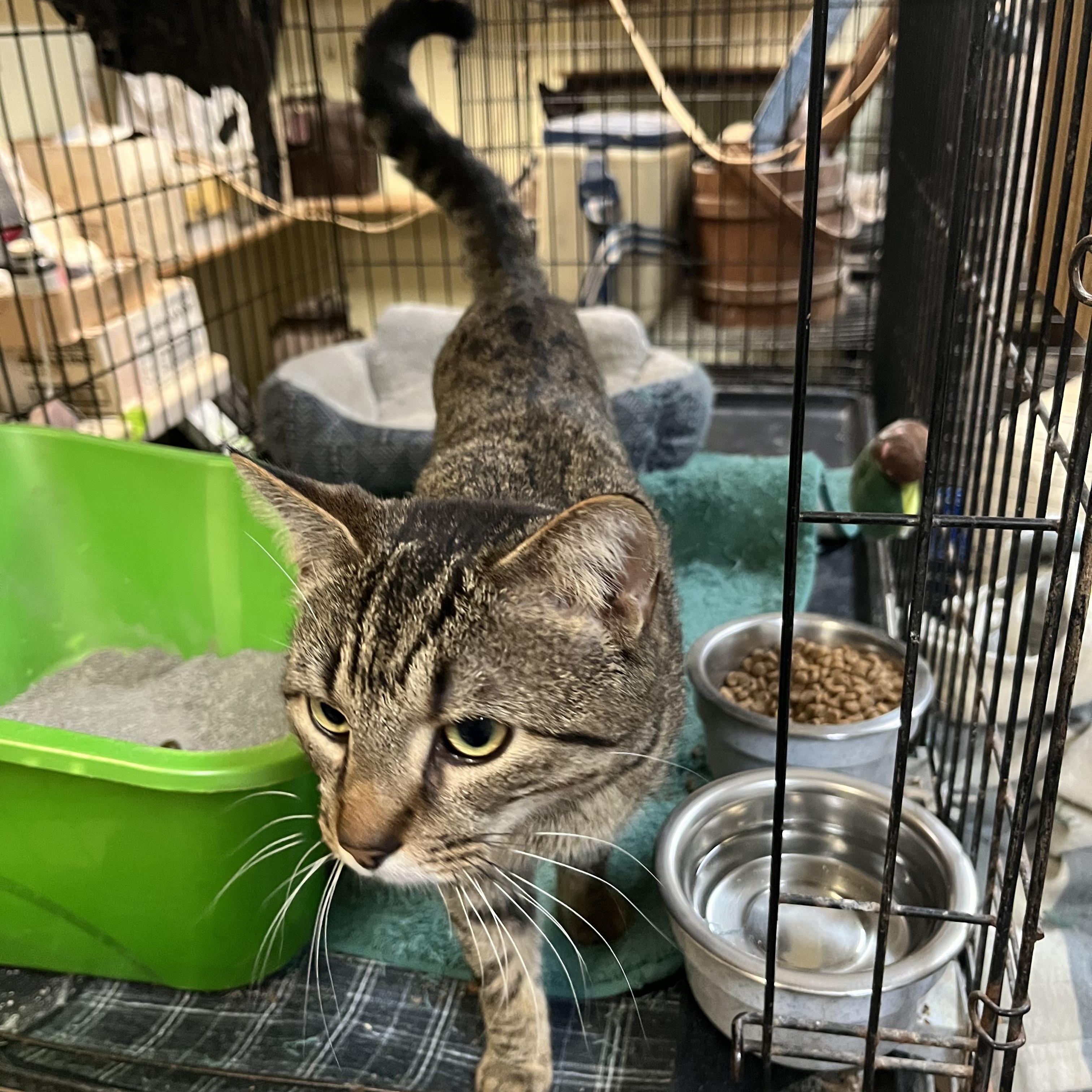 Enlarge Remi, a Adoptable Domestic Short Hair in Mount Airy, MD image 2/2